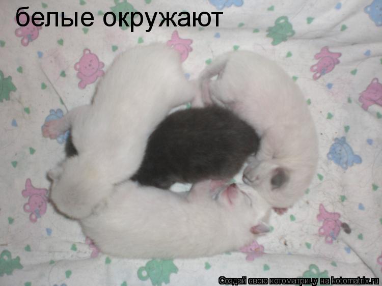белые окружают... Котоматрица: белые окружают