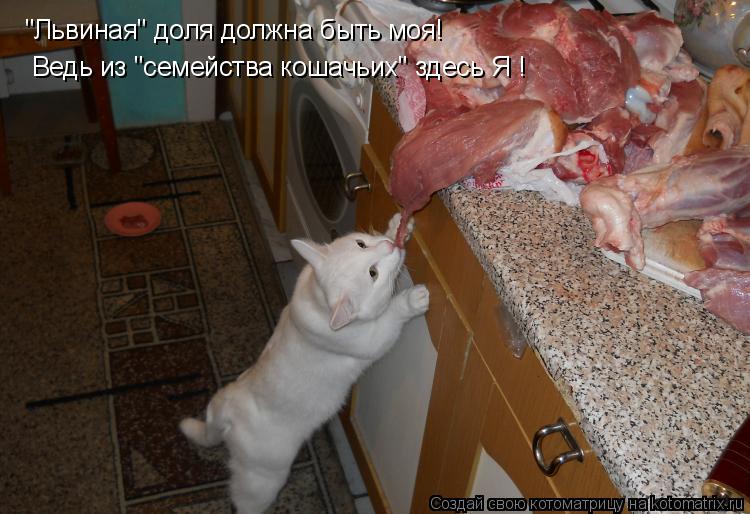 "Львиная" доля должна быть моя! Ведь из "семейства кошачьих" здесь Я !... Котоматрица: "Львиная" доля должна быть моя! Ведь из "семейства кошачьих" здесь Я !
