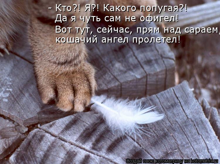 - Кто?! Я?! Какого попугая?! Да я чуть сам не офигел! Вот тут, сейчас, прям над сараем, кошачий ангел... Котоматрица: - Кто?! Я?! Какого попугая?! Да я чуть сам не офигел! Вот тут, сейчас, прям над сараем, кошачий ангел пролетел!