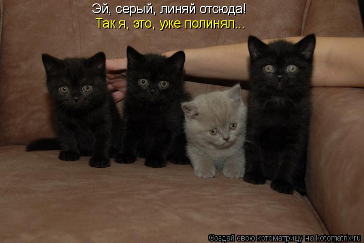 Эй, серый, линяй отсюда! Так я, это, уже полинял...... Котоматрица: Эй, серый, линяй отсюда! Так я, это, уже полинял...