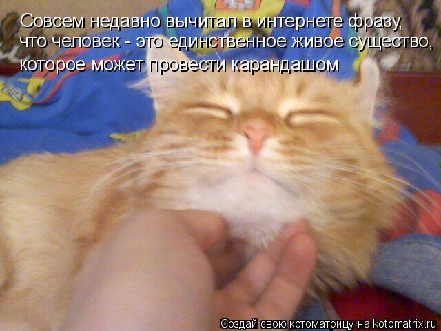 Совсем недавно вычитал в интернете фразу, Совсем недавно вычитал в интернете фразу, что человек - э... Котоматрица: Совсем недавно вычитал в интернете фразу, Совсем недавно вычитал в интернете фразу, что человек - это единственное живое существо, что чел
