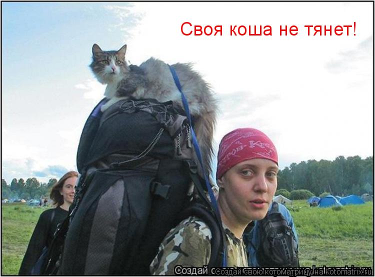 Котоматрица: Своя коша не тянет!