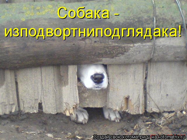 Котоматрица: Собака -  изподвортниподглядака!