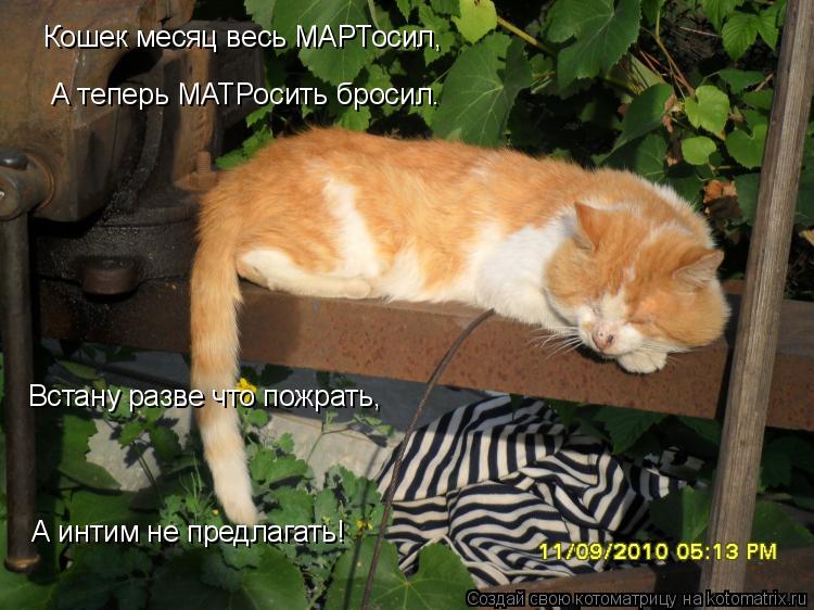 Котоматрица: Кошек месяц весь МАРТосил, А теперь МАТРосить бросил. Встану разве что пожрать, А интим не предлагать!