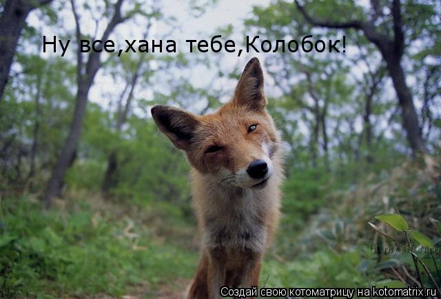 Котоматрица: Ну все,хана тебе,Колобок!