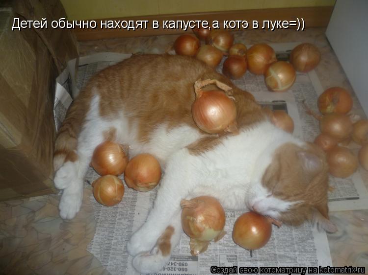 Котоматрица: Детей обычно находят в капусте,а котэ в луке=))