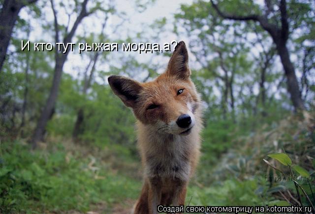 Котоматрица: И кто тут рыжая морда,а?