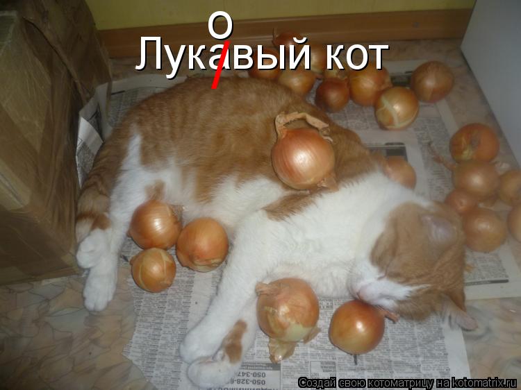 Котоматрица: Лукавый кот / о