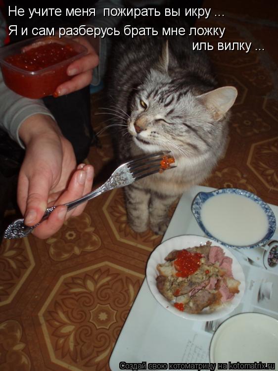 Котоматрица: Не учите меня  пожирать вы икру ... Я и сам разберусь брать мне ложку  иль вилку ...