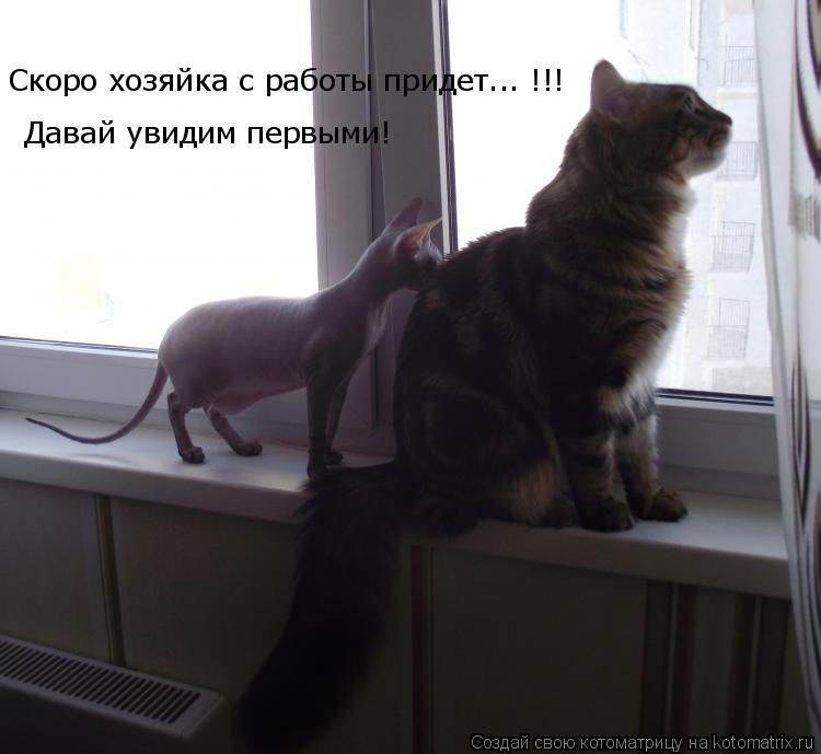 Скоро хозяйка с работы придет... !!! Давай увидим первыми!... Котоматрица: Скоро хозяйка с работы придет... !!! Давай увидим первыми!