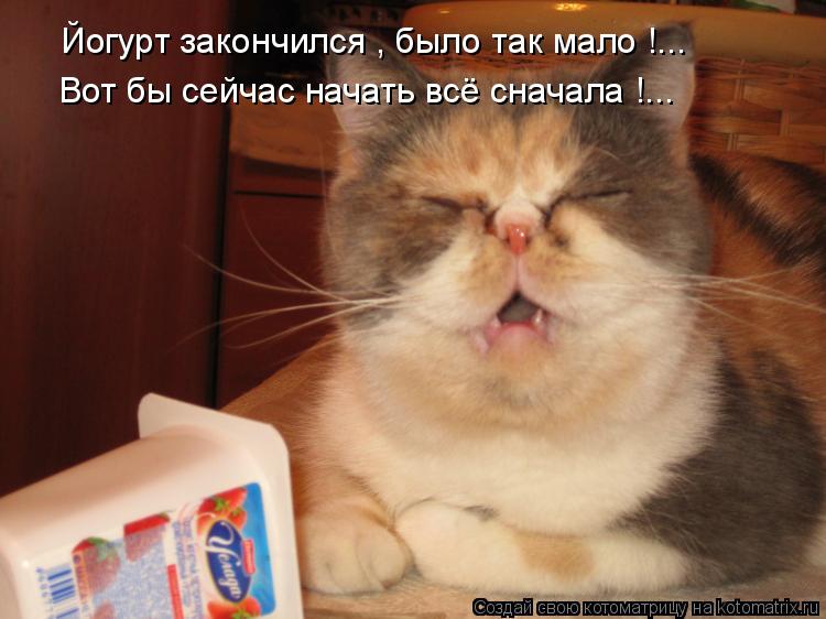 Йогурт закончился , было так мало !... Вот бы сейчас начать всё сначала !...... Котоматрица: Йогурт закончился , было так мало !... Вот бы сейчас начать всё сначала !...