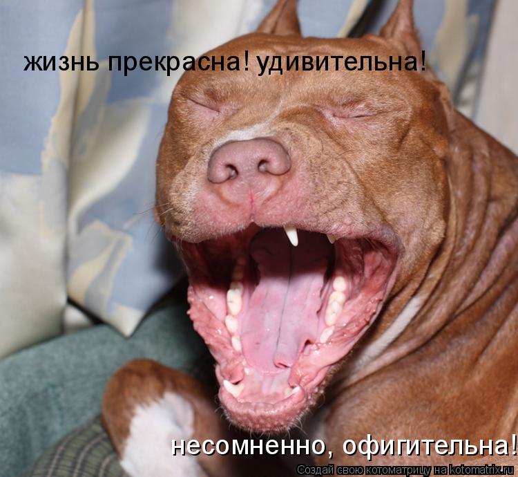 жизнь прекрасна! удивительна! несомненно, офигительна!... Котоматрица: жизнь прекрасна! удивительна! несомненно, офигительна!