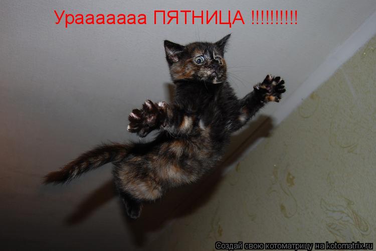 Урааааааа ПЯТНИЦА !!!!!!!!!!... Котоматрица: Урааааааа ПЯТНИЦА !!!!!!!!!!