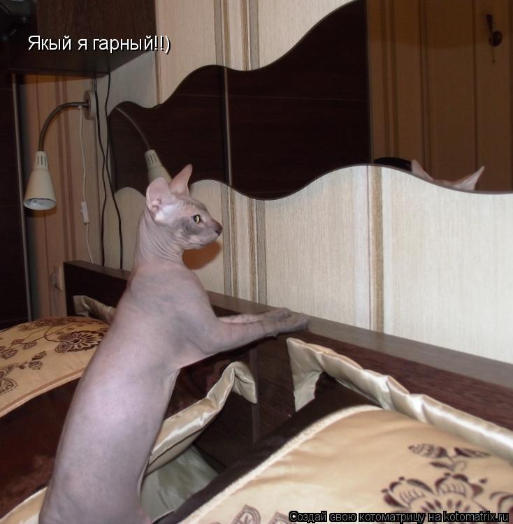 Якый я гарный!!)... Котоматрица: Якый я гарный!!)