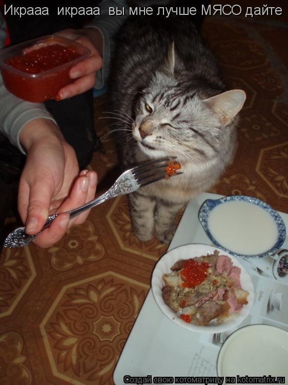 Икрааа икрааа вы мне лучше МЯСО дайте... Котоматрица: Икрааа икрааа вы мне лучше МЯСО дайте