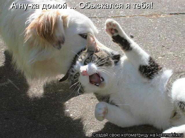 А ну-ка домой ... Обыскался я тебя!... Котоматрица: А ну-ка домой ... Обыскался я тебя!