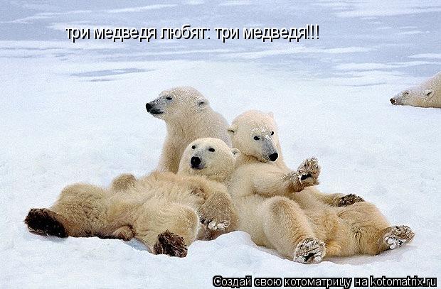 три медведя любят: три медведя!!!... Котоматрица: три медведя любят: три медведя!!!