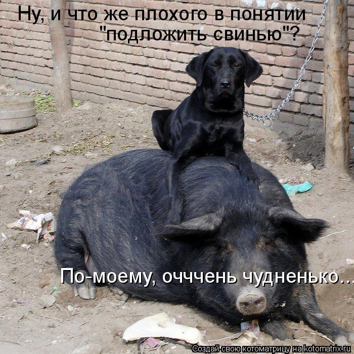 Ну, и что же плохого в понятии "подложить свинью"? По-моему, очччень чудненько...... Котоматрица: Ну, и что же плохого в понятии "подложить свинью"? По-моему, очччень чудненько...
