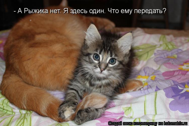 - А Рыжика нет. Я здесь один. Что ему передать?... Котоматрица: - А Рыжика нет. Я здесь один. Что ему передать?