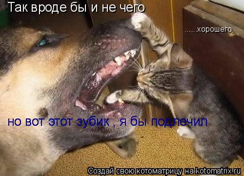 Так вроде бы и не чего ......хорошего но вот этот зубик , я бы подлечил но вот этот зубик , я бы подл... Котоматрица: Так вроде бы и не чего ......хорошего но вот этот зубик , я бы подлечил но вот этот зубик , я бы подлечил