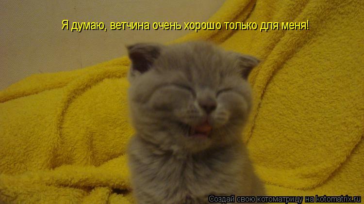 Я думаю, ветчина очень хорошо только для меня!... Котоматрица: Я думаю, ветчина очень хорошо только для меня!