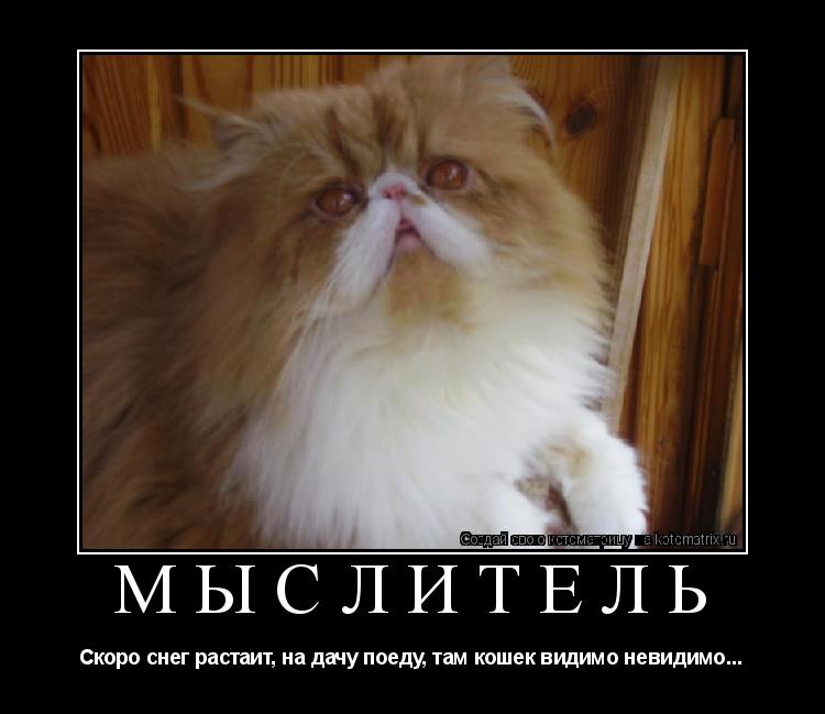 Котоматрица: МЫСЛИТЕЛЬ Скоро снег растаит, на дачу поеду, там кошек видимо невидимо...