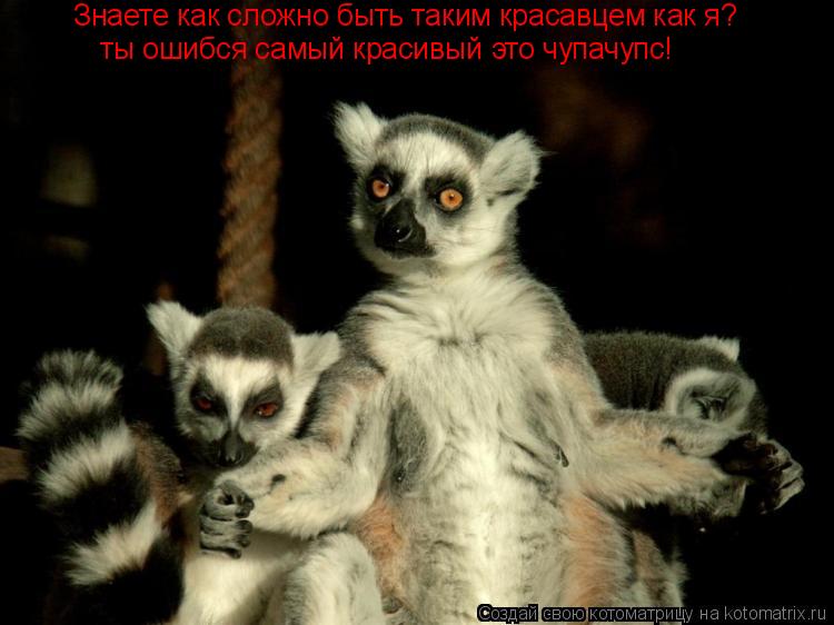 Знаете как сложно быть таким красавцем как я? ты ошибся самый красивый это чупачупс!... Котоматрица: Знаете как сложно быть таким красавцем как я? ты ошибся самый красивый это чупачупс!
