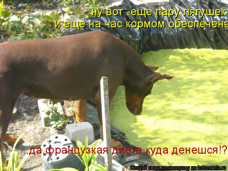 ну вот -еще пару лягушек и еще на час кормом обеспечена ...да,французкая диета,куда денешся!?... Котоматрица: ну вот -еще пару лягушек и еще на час кормом обеспечена ...да,французкая диета,куда денешся!?