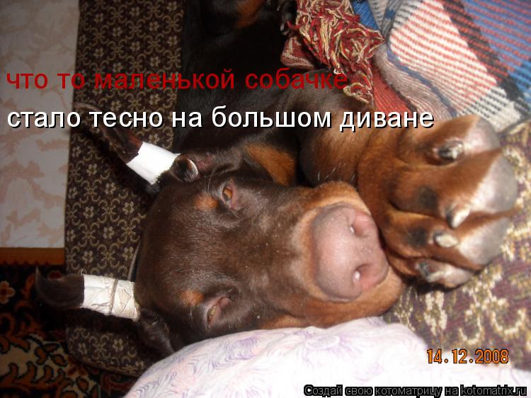 что то маленькой собачке стало тесно на большом диване... Котоматрица: что то маленькой собачке стало тесно на большом диване