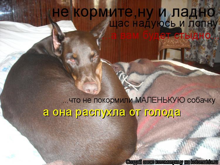 не кормите,ну и ладно щас надуюсь и лопну ...а вам будет стыдно... ...что не покормили МАЛЕНЬКУЮ соба... Котоматрица: не кормите,ну и ладно щас надуюсь и лопну ...а вам будет стыдно... ...что не покормили МАЛЕНЬКУЮ собачку а она распухла от голода