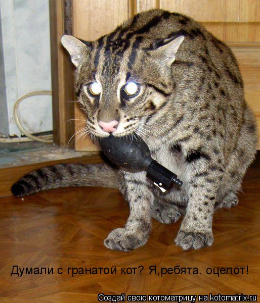 Думали с гранатой кот? Я,ребята. оцелот!... Котоматрица: Думали с гранатой кот? Я,ребята. оцелот!