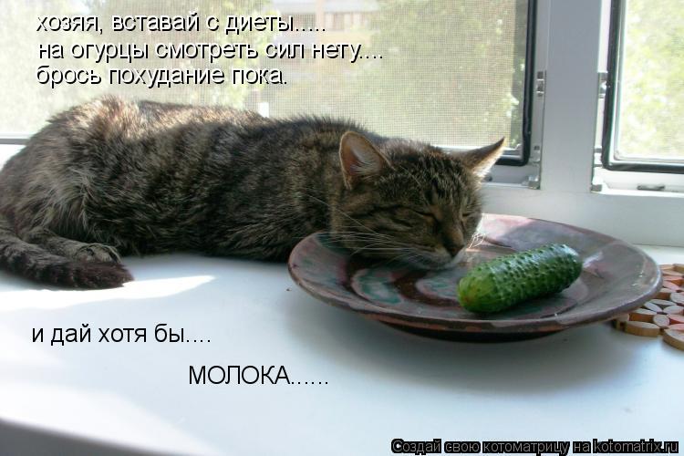 хозяя, вставай с диеты..... на огурцы смотреть сил нету.... брось похудание пока. и дай хотя бы.... ... Котоматрица: хозяя, вставай с диеты..... на огурцы смотреть сил нету.... брось похудание пока. и дай хотя бы.... МОЛОКА......