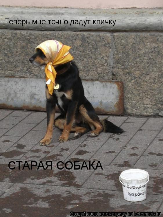 Теперь мне точно дадут кличку СТАРАЯ СОБАКА... Котоматрица: Теперь мне точно дадут кличку СТАРАЯ СОБАКА
