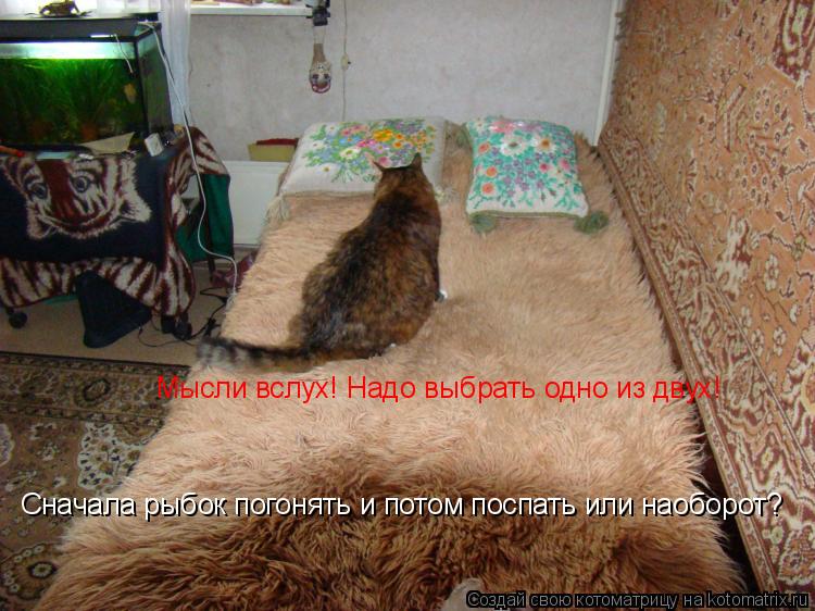 Мысли вслух! Надо выбрать одно из двух! Сначала рыбок погонять и потом поспать или наоборот?... Котоматрица: Мысли вслух! Надо выбрать одно из двух! Сначала рыбок погонять и потом поспать или наоборот?