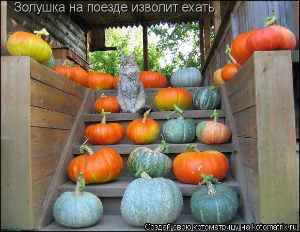 Котоматрица: Золушка на поезде изволит ехать