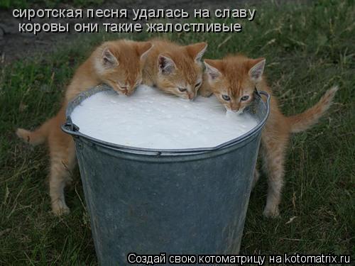 Котоматрица: сиротская песня удалась на славу  коровы они такие жалостливые