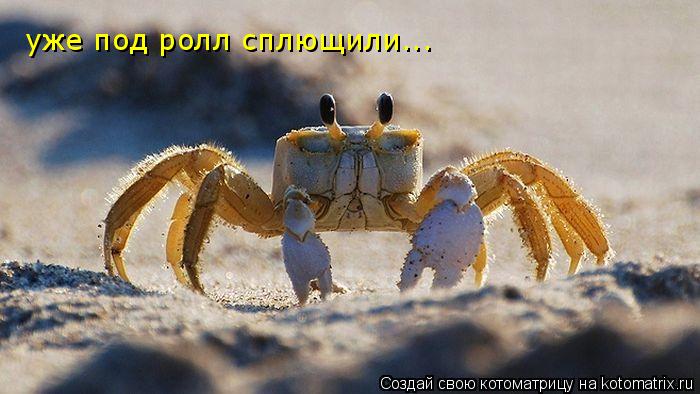 Котоматрица: уже под ролл сплющили...
