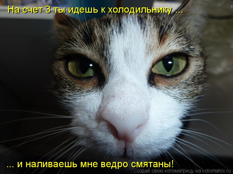 Котоматрица: На счет 3 ты идешь к холодильнику ... ... и наливаешь мне ведро смятаны!