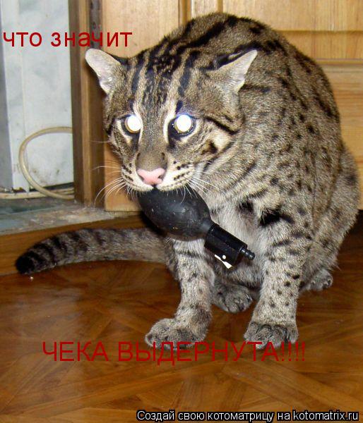 Котоматрица: что значит  ЧЕКА ВЫДЕРНУТА!!!!