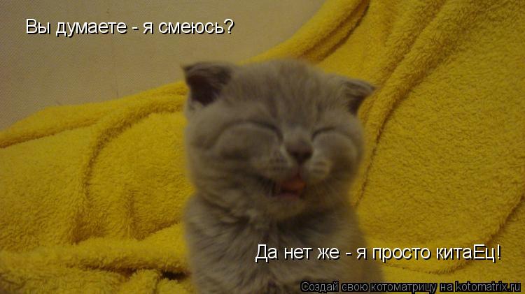 Котоматрица: Вы думаете - я смеюсь? Да нет же - я просто китаЕц!