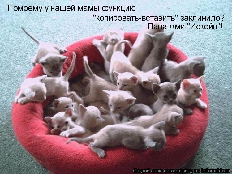 Помоему у нашей мамы функцию "копировать-вставить" заклинило? Папа жми "Искейп"!... Котоматрица: Помоему у нашей мамы функцию "копировать-вставить" заклинило? Папа жми "Искейп"!