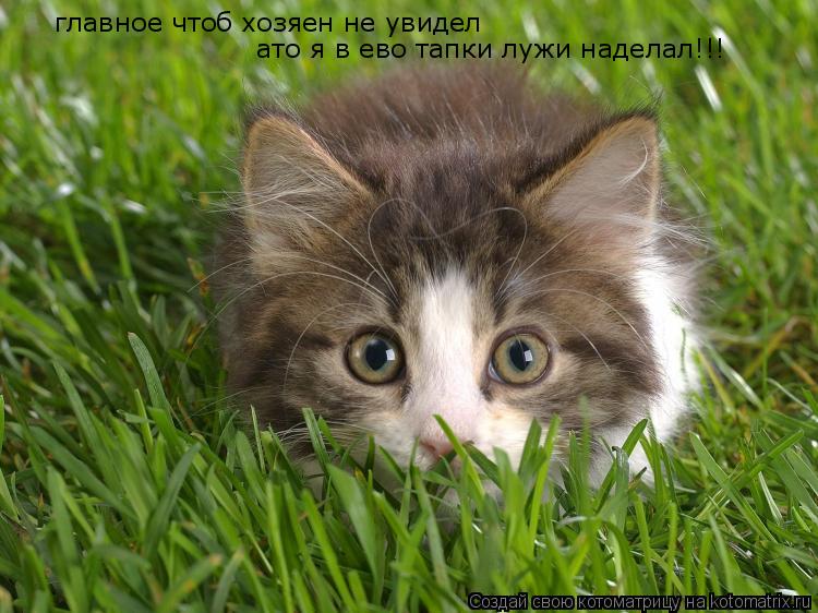 Котоматрица: главное чтоб хозяен не увидел ато я в ево тапки лужи наделал!!!