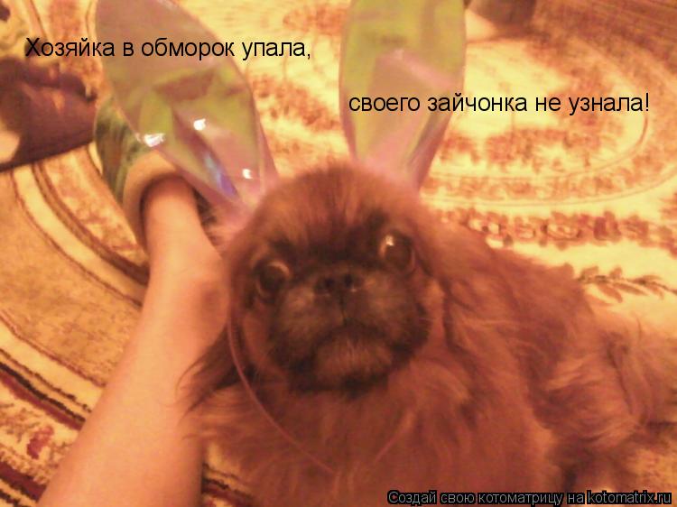 Хозяйка в обморок упала, своего зайчонка не узнала!... Котоматрица: Хозяйка в обморок упала, своего зайчонка не узнала!