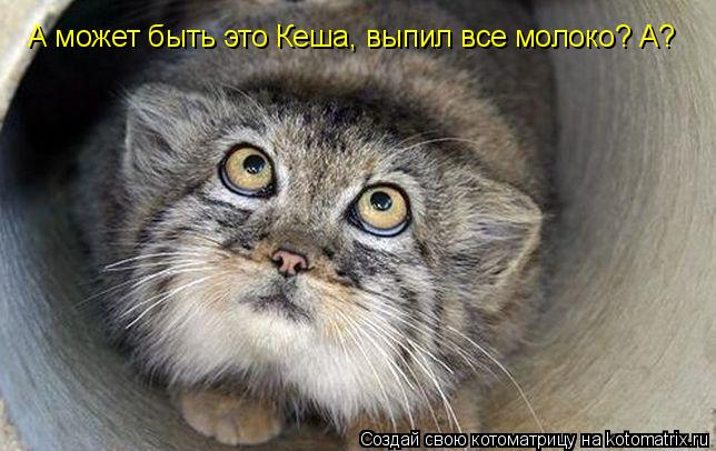 А может быть это Кеша, выпил все молоко? А?... Котоматрица: А может быть это Кеша, выпил все молоко? А?