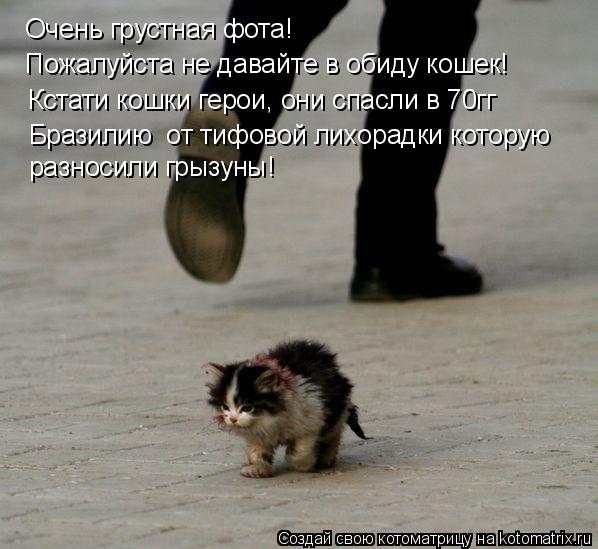 Очень грустная фота! Пожалуйста не давайте в обиду кошек! Кстати кошки герои, они спасли в 70гг Браз... Котоматрица: Очень грустная фота! Пожалуйста не давайте в обиду кошек! Кстати кошки герои, они спасли в 70гг Бразилию от тифовой лихорадки которую разно