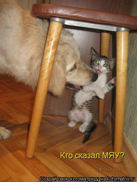 Кто сказал МЯУ?... Котоматрица: Кто сказал МЯУ?