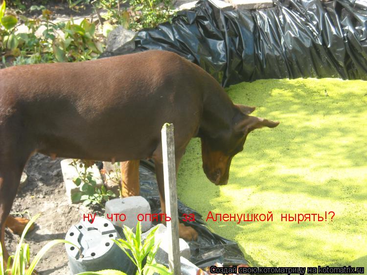 Котоматрица: ну   что   опять   за   Аленушкой  нырять!?