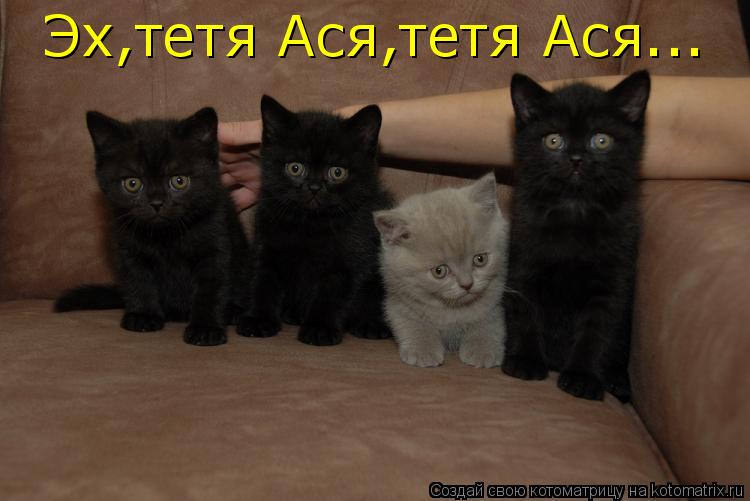 Котоматрица: Эх,тетя Ася,тетя Ася...