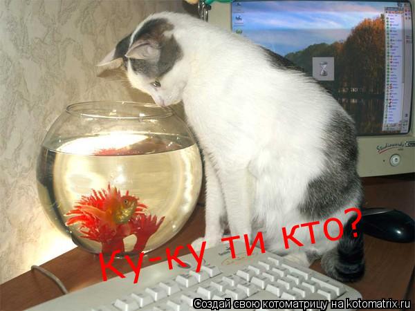 Котоматрица: Ку-ку ти кто?