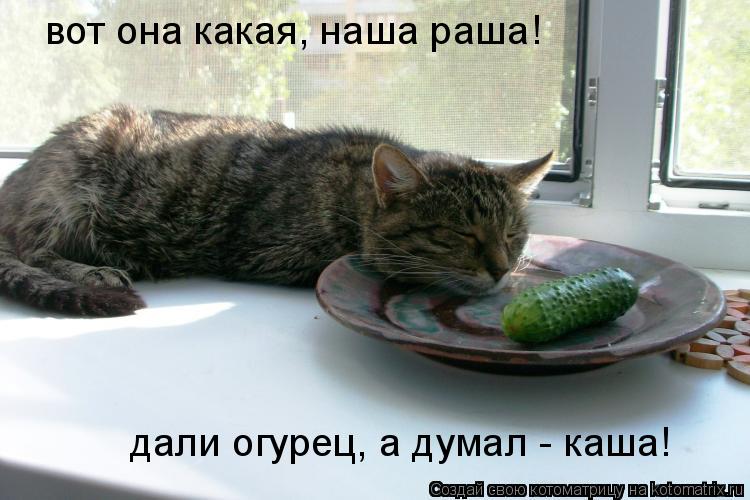 Котоматрица: вот она какая, наша раша! дали огурец, а думал - каша!